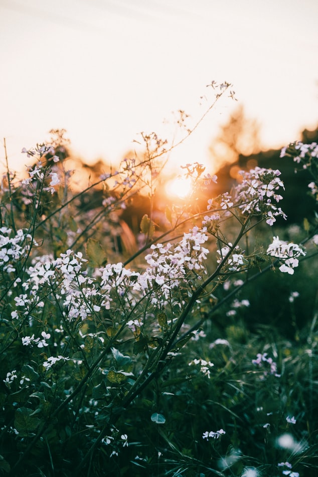 Blomstereng med sol i bakgrunnen